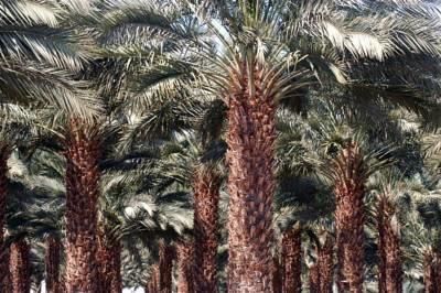 Oasis Negev Hotell Arad Exteriör bild